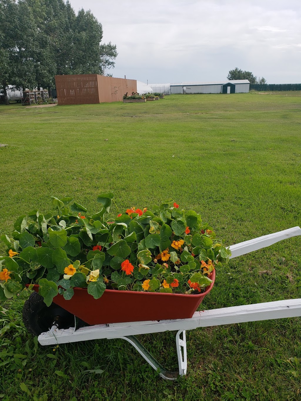 Maplewood Acres Greenhouse | 1 Avenue, Camrose County No. 22, AB T0B 0G0, Canada