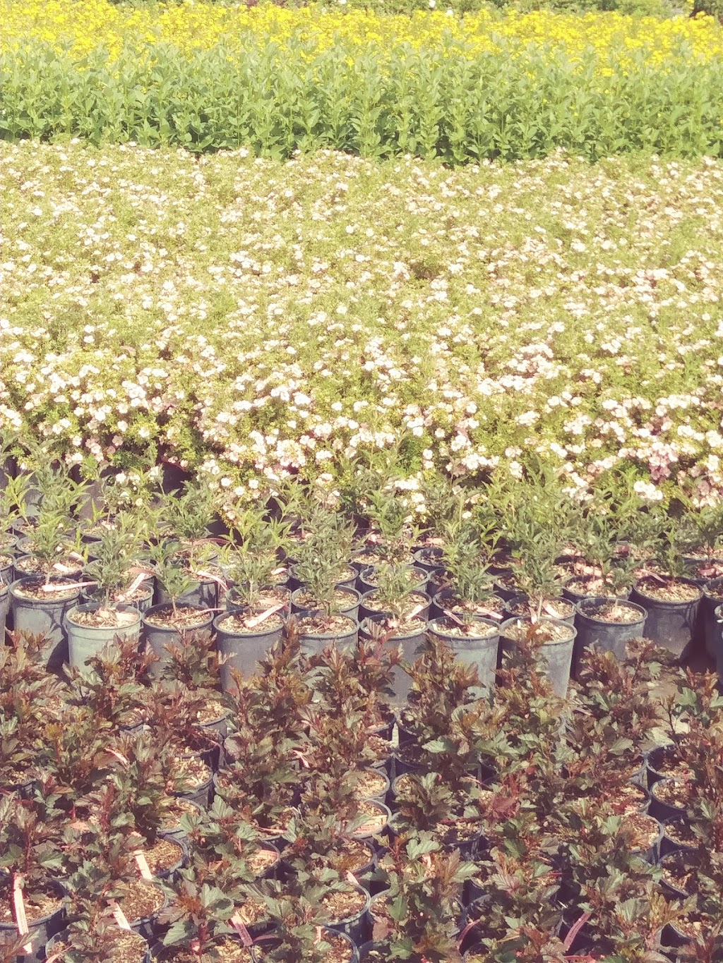 Eagle Lake Nurseries Ltd | Sw5 24 24 4W, Strathmore, AB T0J 0M0, Canada | Phone: (403) 934-3670