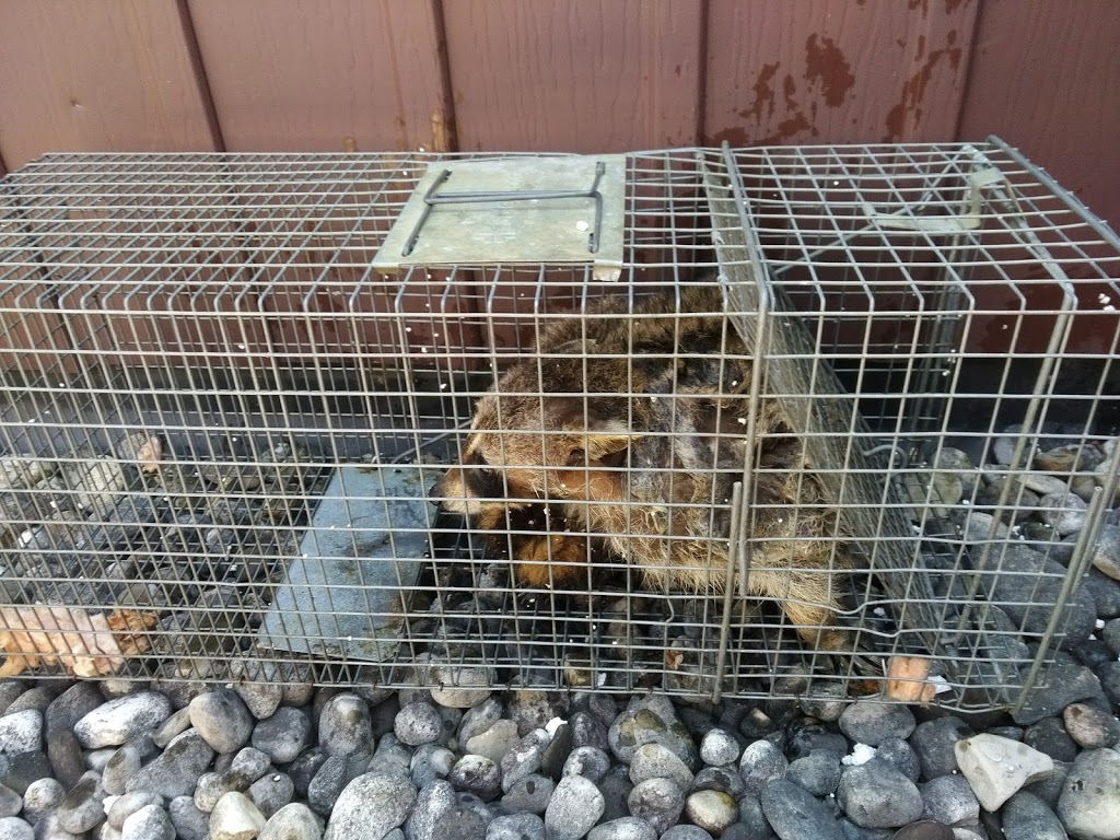 Need Pest Control | 260 Falling Green Cres, Kitchener, ON N2R 0E9, Canada | Phone: (226) 600-5597