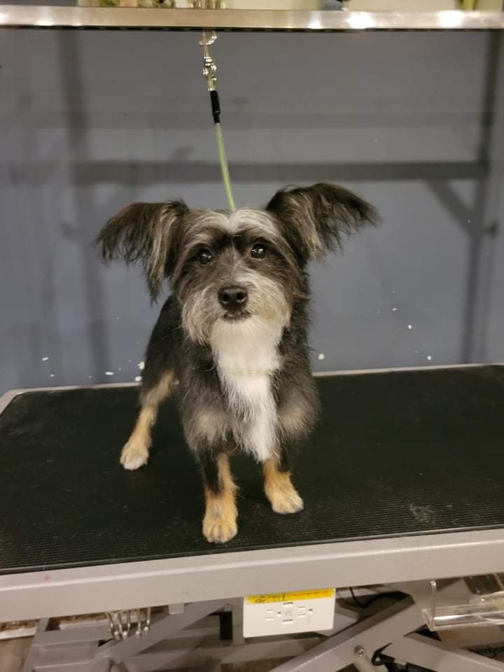 Creative K9 | Henderson Hwy, Winnipeg, MB R2L 0J9, Canada | Phone: (204) 391-9426