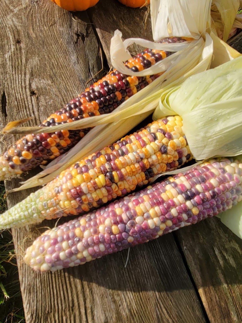Northlane farm | 662742 Rd 66, Ingersoll, ON N5C 3J6, Canada | Phone: (519) 320-9133
