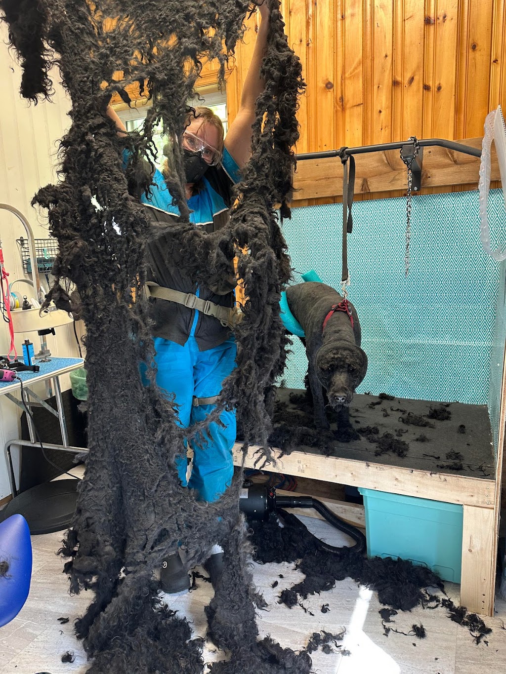 Trillium Dog Grooming | 1492 Falkenburg Rd, Bracebridge, ON P1L 1X4, Canada | Phone: (705) 641-1751