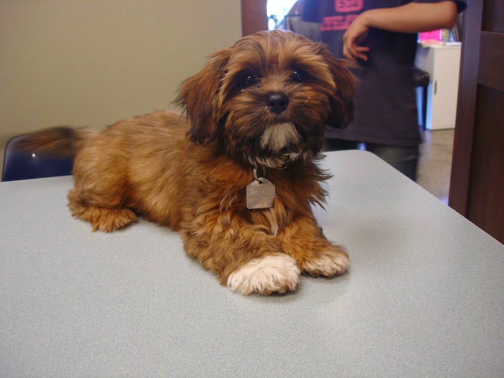 Willow Park Animal Clinic | 9945 Fairmount Dr SE, Calgary, AB T2J 0S2, Canada | Phone: (403) 278-9311
