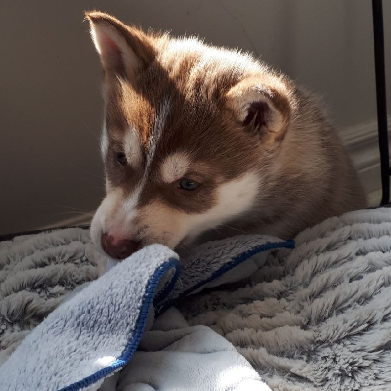 Snowsong Siberians and Cockapoos | 43 Albert St, Clinton, ON N0M 1L0, Canada | Phone: (519) 441-8183
