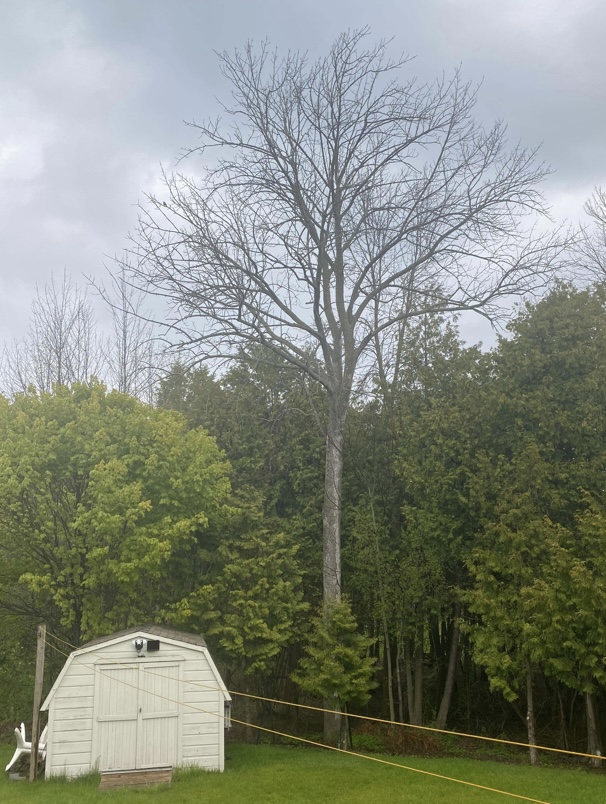 The Arbor Company | 20 Karin Crescent, Walkerton, ON N0G 2V0, Canada | Phone: (226) 230-7040
