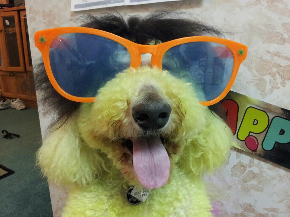 Fetching Fur Dog Grooming | 34517 Pearl Ave, Abbotsford, BC V2S 2V7, Canada | Phone: (604) 853-3647