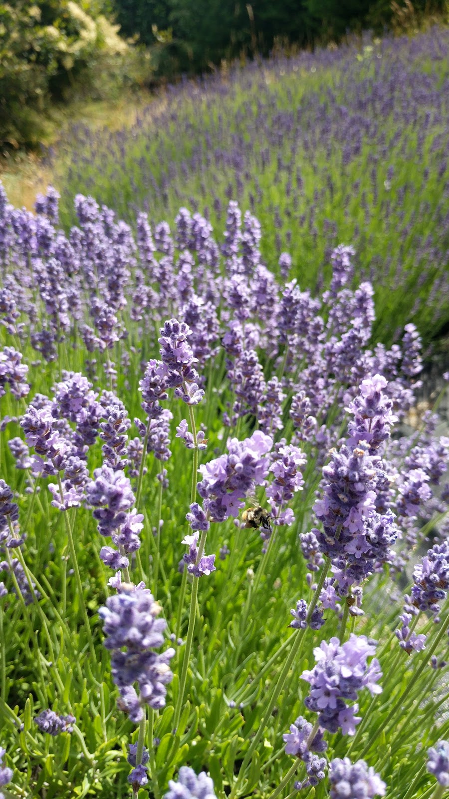 Sacred Mountain Lavender | 401 Musgrave Rd, Salt Spring Island, BC V8K 1V5, Canada | Phone: (250) 653-2315