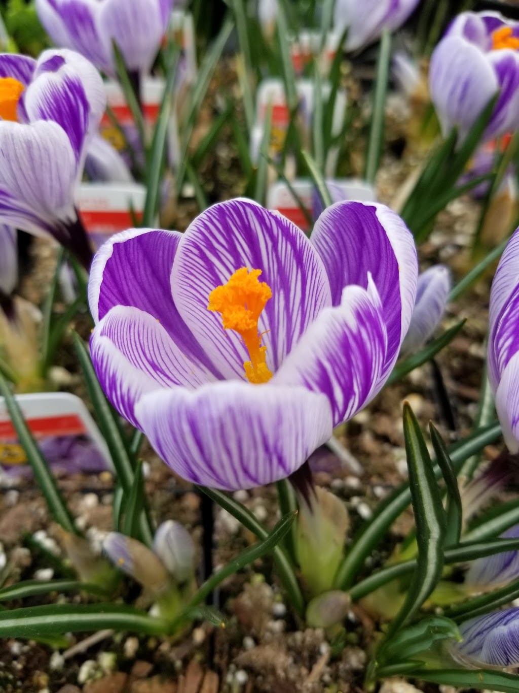 Hunters Garden Centre & Flower Shop | 15175 72 Ave, Surrey, BC V3S 2G3, Canada | Phone: (604) 590-2431