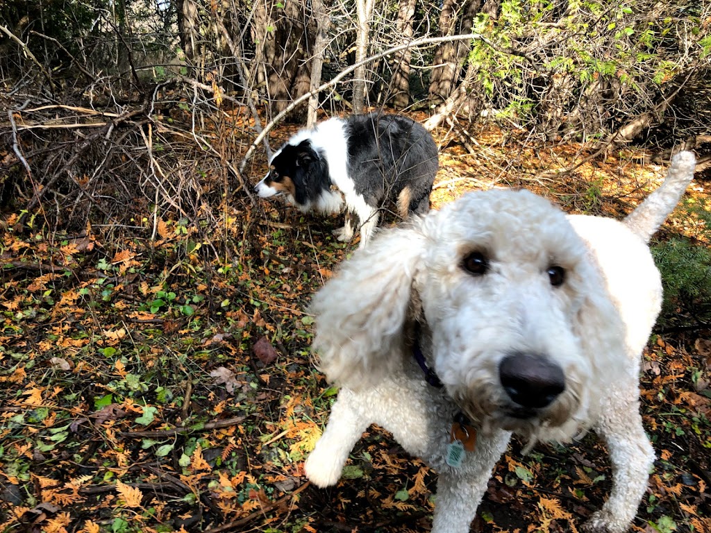 Groovytown Dog Lodge | 286 Shane St, Odessa, ON K0H 2H0, Canada | Phone: (613) 583-3647