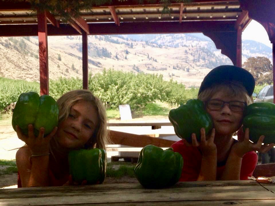 Hillside Orchards | 400-498 310th Ave, Osoyoos, BC V0H 1V5, Canada | Phone: (250) 485-7180