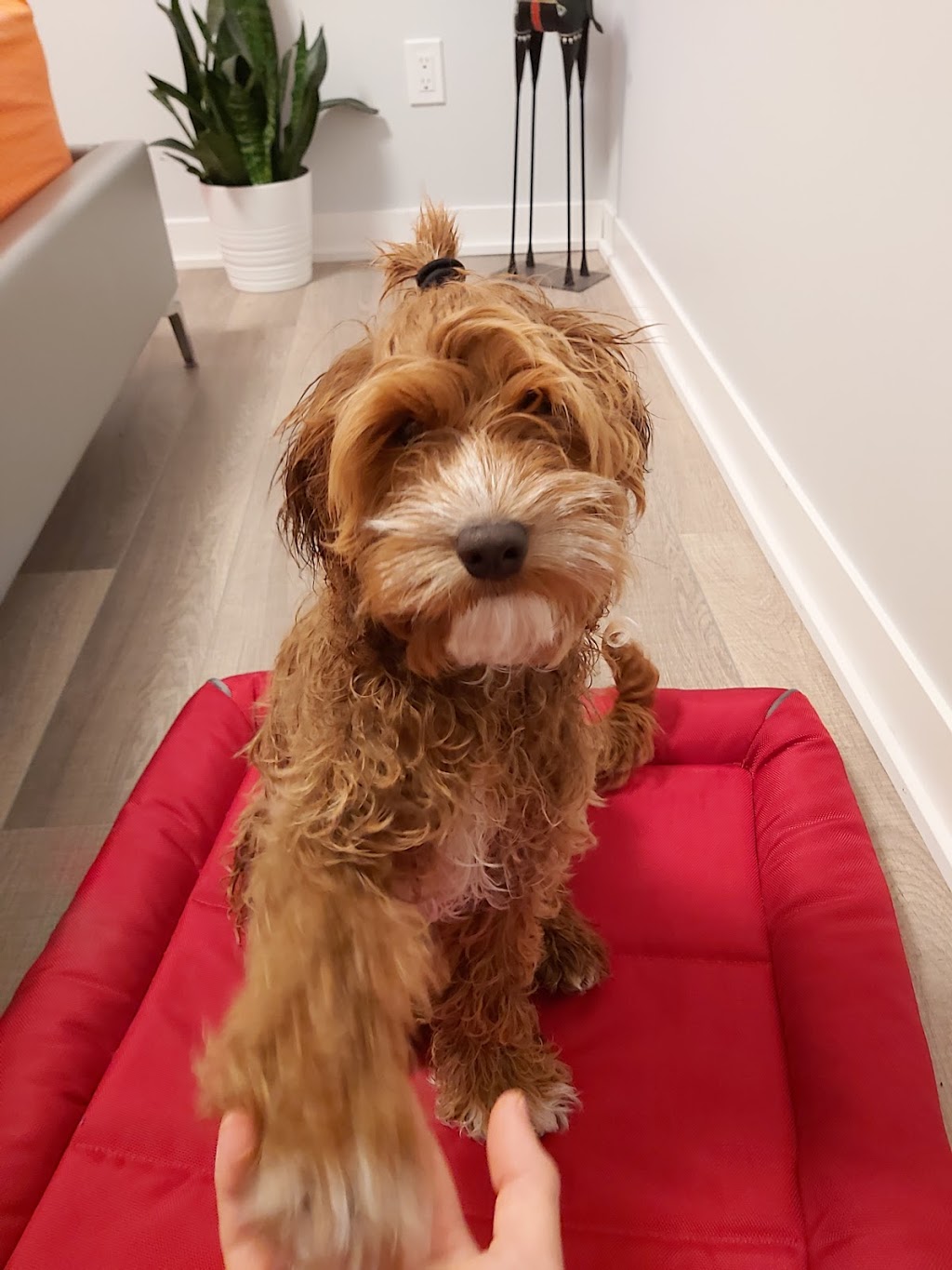 Canyon Hill Animal Hospital | 11000 Yonge St, Richmond Hill, ON L4C 3E4, Canada | Phone: (905) 737-4506