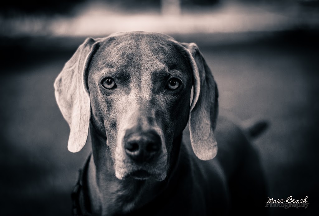 Marc Beach Photography | 150 Osborne Rd, Athens, ON K0E 1B0, Canada | Phone: (613) 802-1030