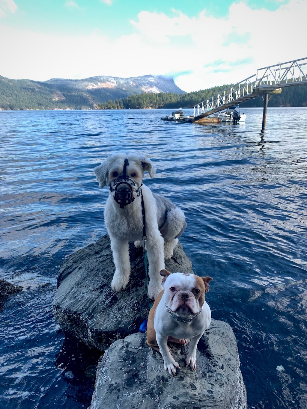 The Common Dog | 13485 Doole Rd, Ladysmith, BC V9G 1G6, Canada | Phone: (250) 889-0286