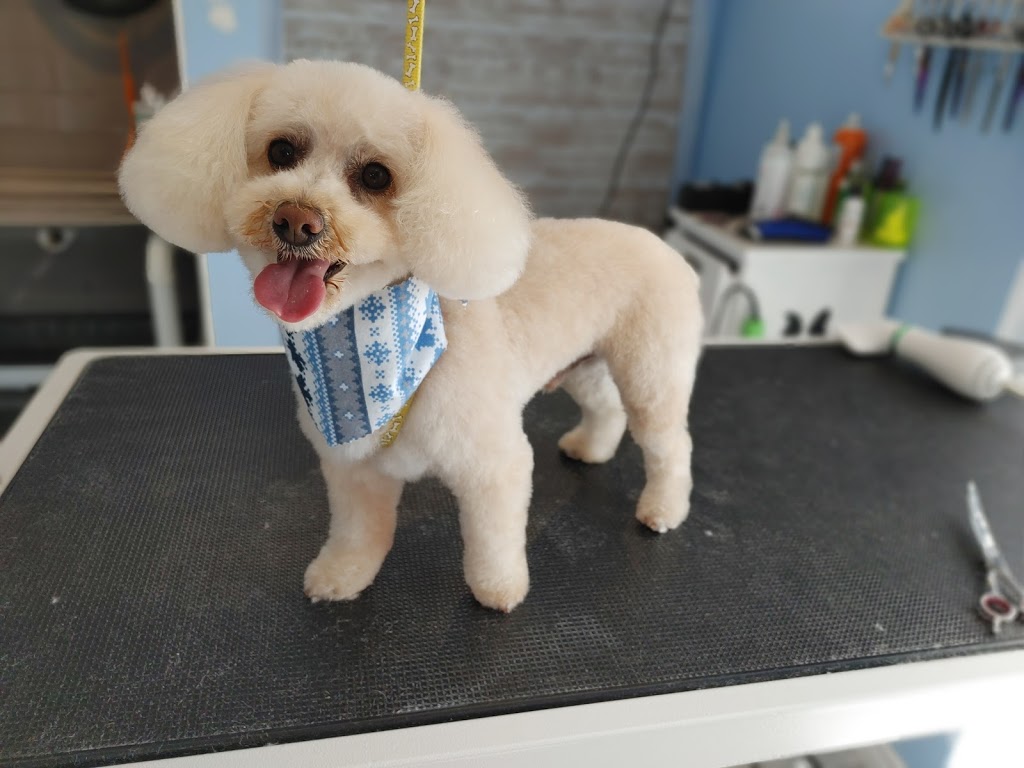 The Grooming Laydee | 7284 County 50 Rd W, Harrow, ON N0R 1G0, Canada | Phone: (226) 202-0428