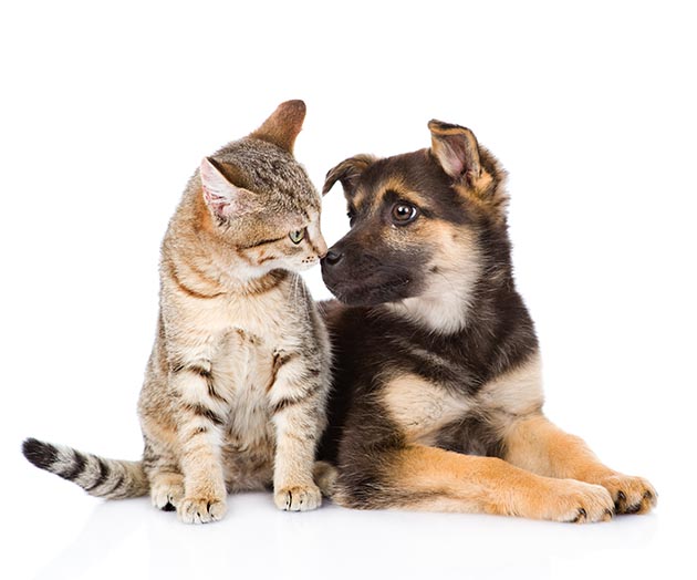 Kitchener South Animal Hospital | 2320 Fischer-Hallman Rd, Kitchener, ON N3A 3E4, Canada | Phone: (519) 696-2120