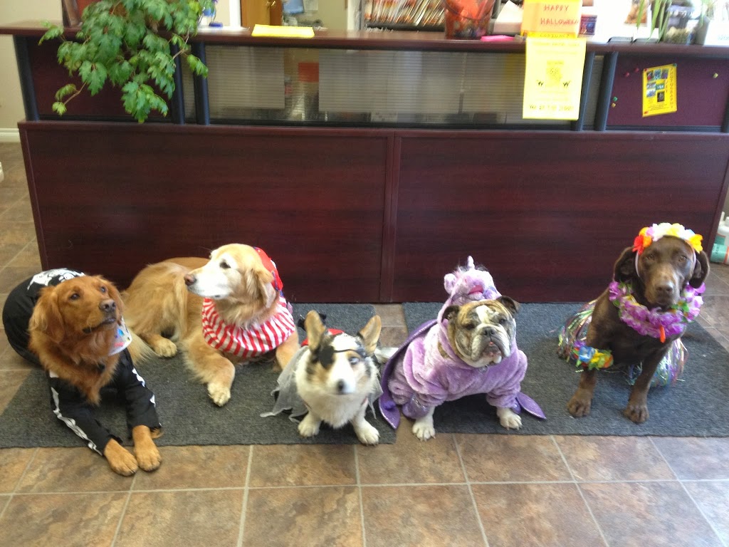 Sherwood Animal Clinic Ltd | Highway #1 East, Regina, SK S4T 5L4, Canada | Phone: (306) 525-3763