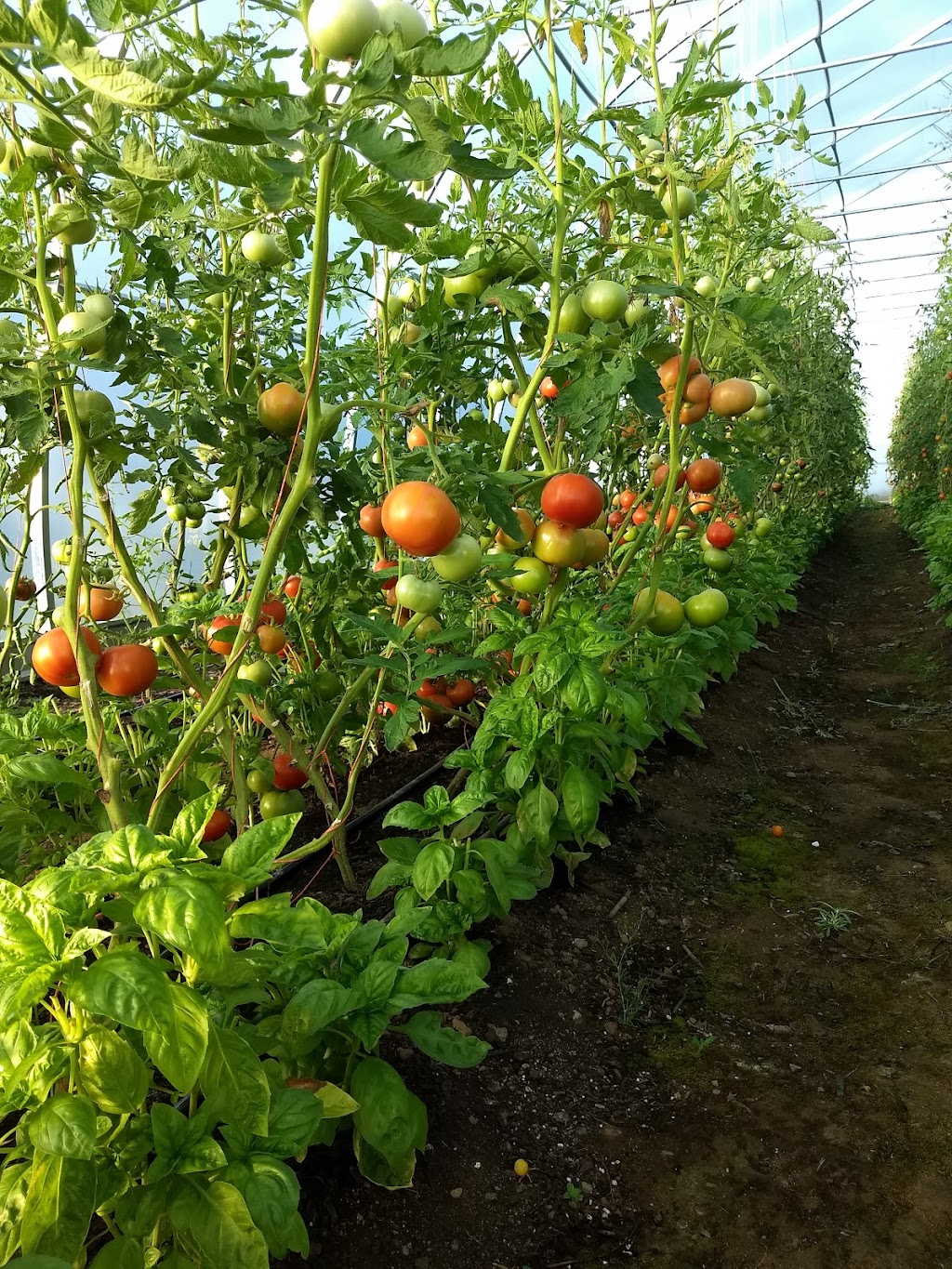 Pendleton Farm | 6481 N Island Hwy, Merville, BC V0R 2M0, Canada | Phone: (250) 818-1364