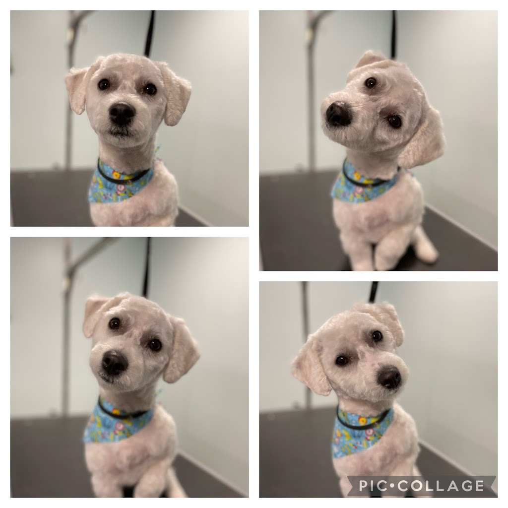 Bath & Doggy Works Grooming | 2558 25th Side Rd, Innisfil, ON L9S 3V2, Canada | Phone: (705) 321-3272