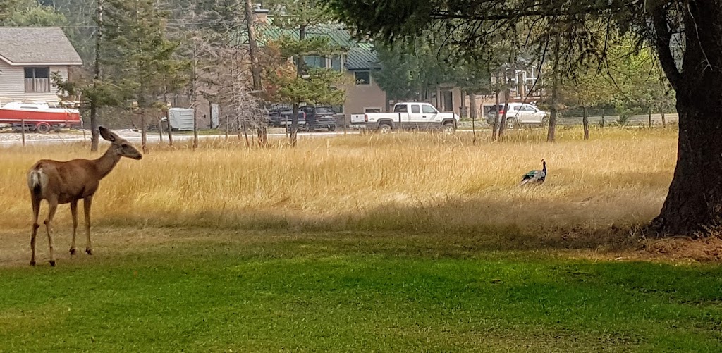 Springs Course - Radium Golf Group | 4714 Springs Dr #310, Radium Hot Springs, BC V0A 1M0, Canada | Phone: (250) 347-6200