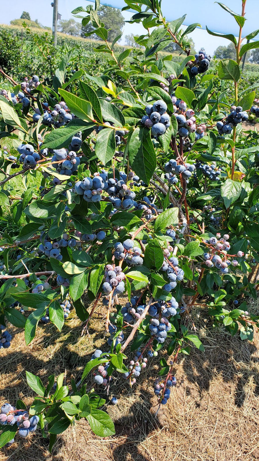 The Blueberry Patch | 2984 County Rd 8, Prince Edward, ON K0K 2T0, Canada | Phone: (613) 476-1309