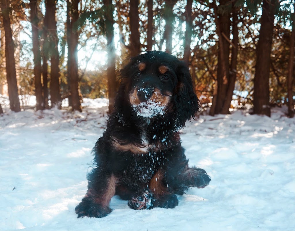 Passion Canine | Rue Gauthier, Val-des-Monts, QC J8N 7T3, Canada | Phone: (438) 521-3344