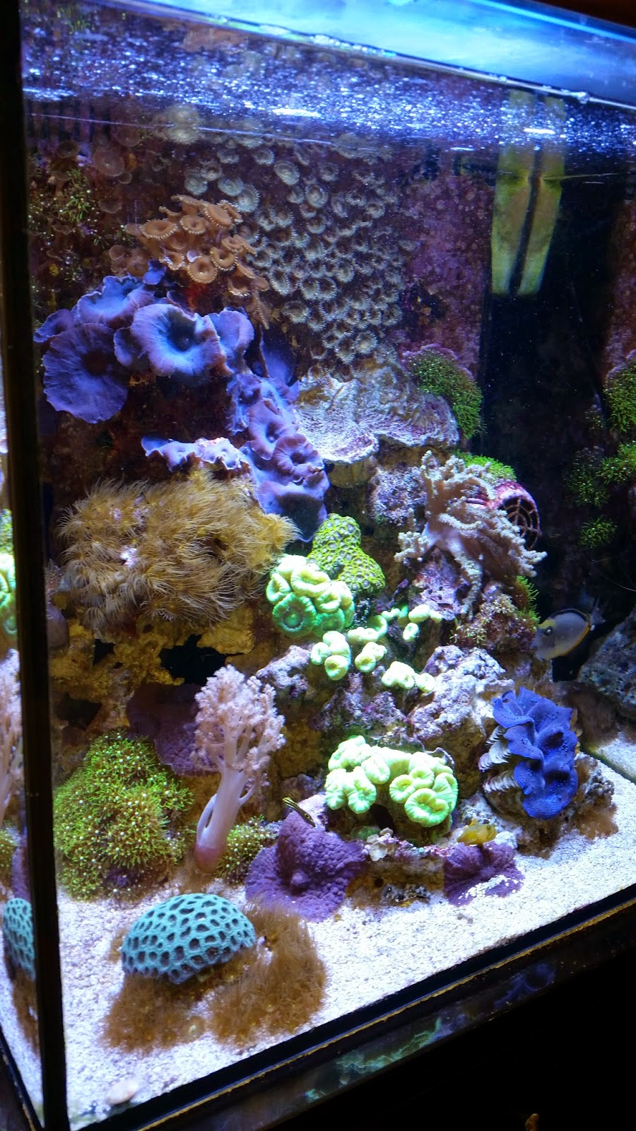 Burlington Aquariums | 4253 Price Ct, Burlington, ON L7M 4X3, Canada | Phone: (905) 466-7127