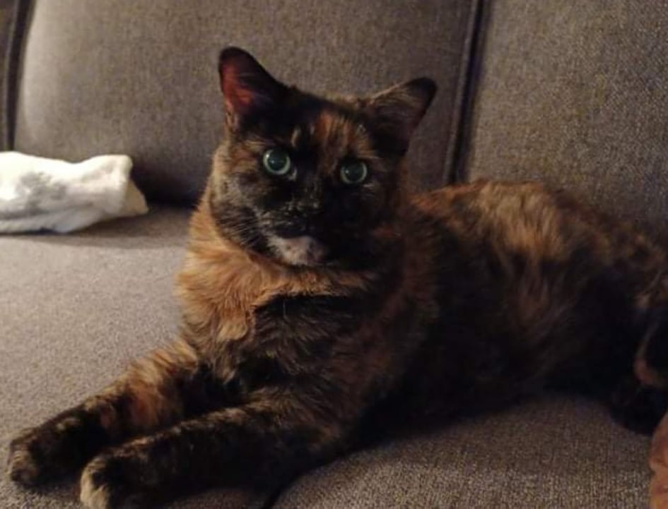 Your Purrfect Kitty Sitter, Lori | 6434 Bilberry Dr, Orléans, ON K1C 4P3, Canada | Phone: (613) 408-4731