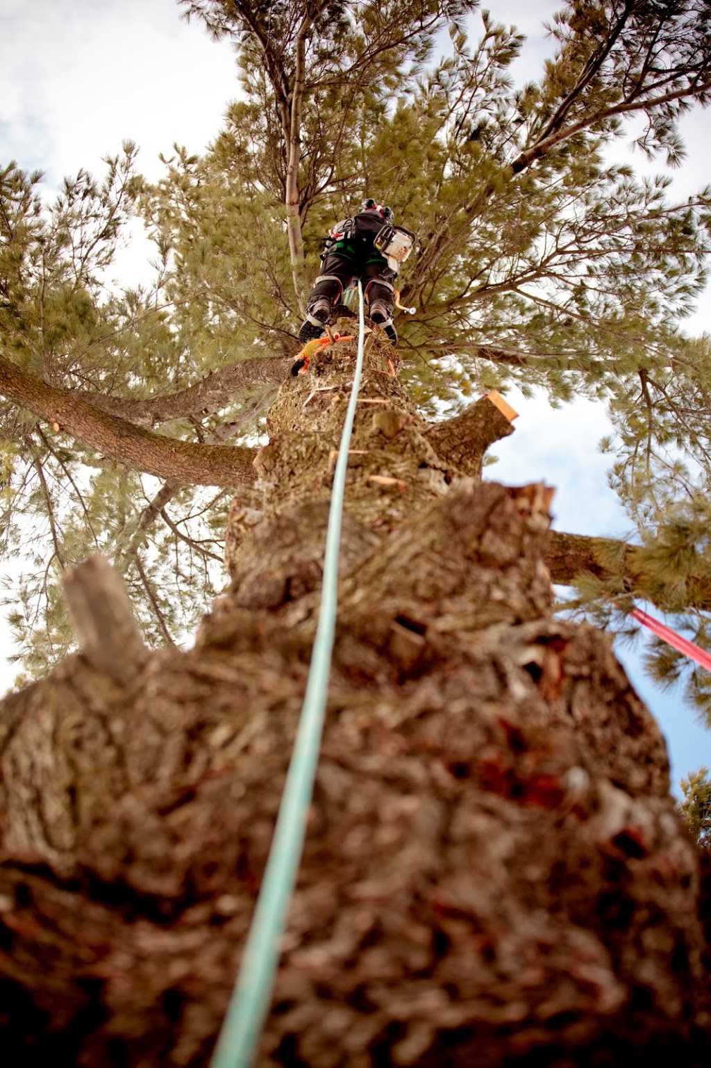 Lakeside Tree Experts | 560 Anne St N, Springwater, ON L9X 0V6, Canada | Phone: (705) 722-4800