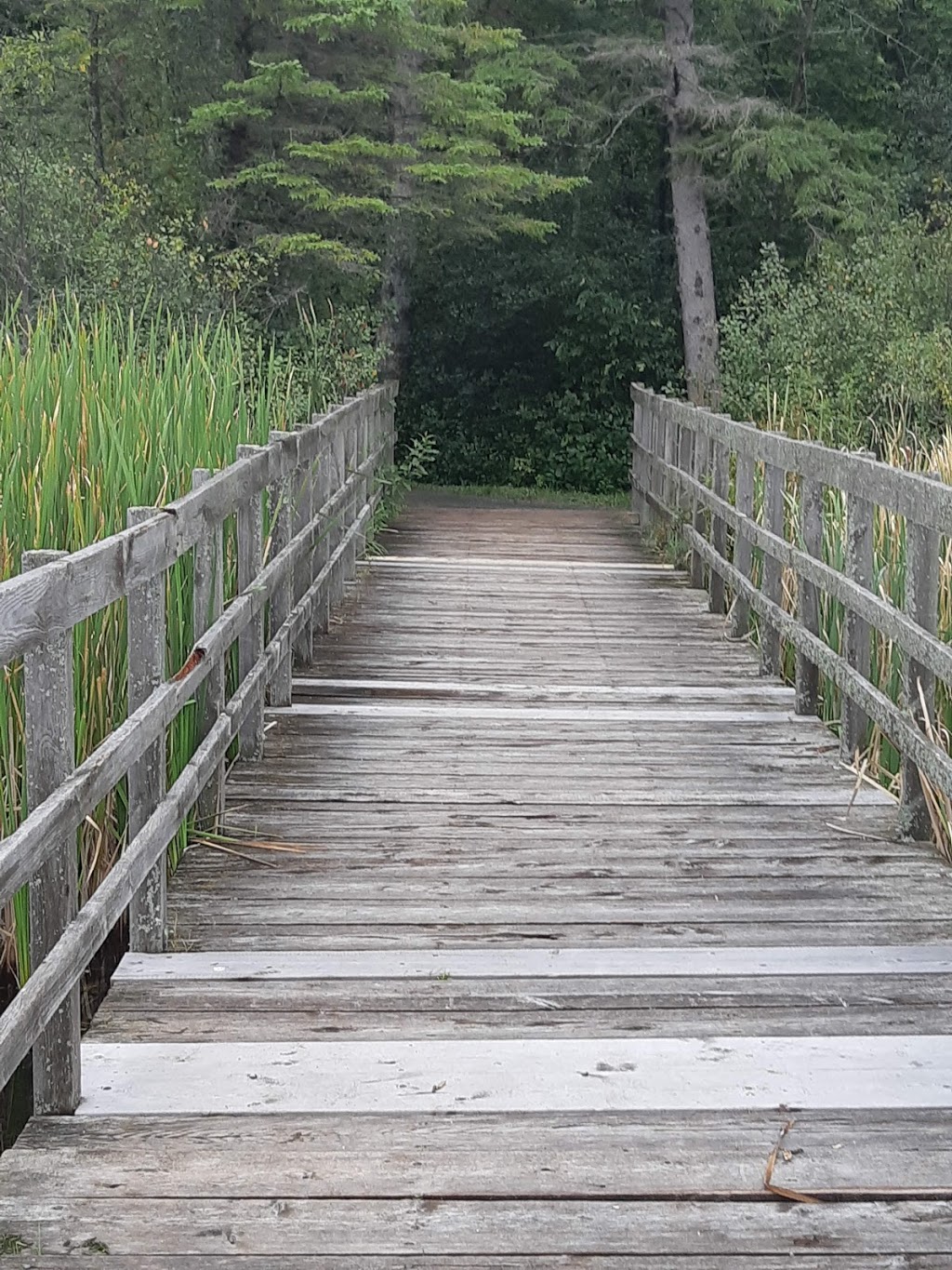 Sarsaparilla Trail | Old Richmond Rd, Nepean, ON K2H 8Y3, Canada