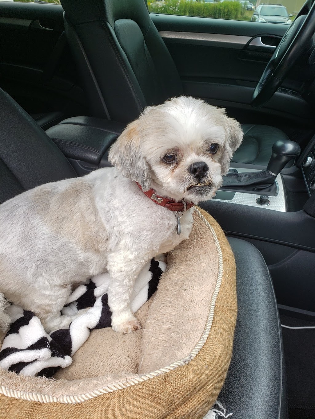 Spencers Grooming | 6423 Hwy 89, Alliston, ON L9R 1V8, Canada | Phone: (705) 435-5400