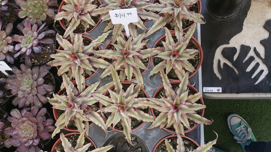 Doorns Greenhouse | NE-1-16-20 W2 (8km South of Regina on Highway RR3, Regina, SK S4P 2Z3, Canada | Phone: (306) 586-5791