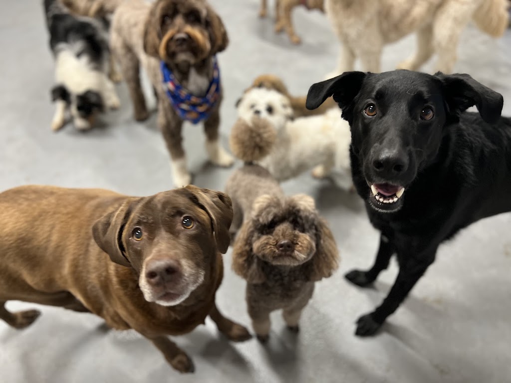 Not Your Everyday K9S | 121 Murphy Rd, Township Of Essa, ON L0M 1B1, Canada | Phone: (705) 816-3597