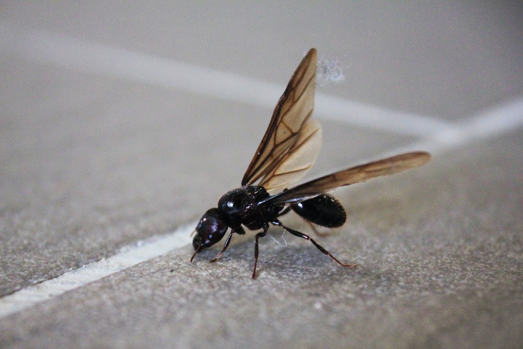 Ottawa Bed Bug Heat Treatment Rental Co-Op | 282 Shakespeare St, Vanier, ON K1L 5M4, Canada | Phone: (613) 296-2221