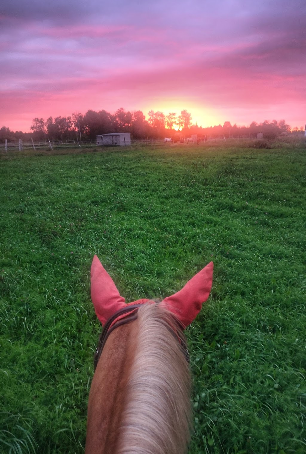 Lilac Lane Equestrian | 2464 Munster Rd, Stittsville, ON K2S 1B8, Canada | Phone: (613) 262-9206
