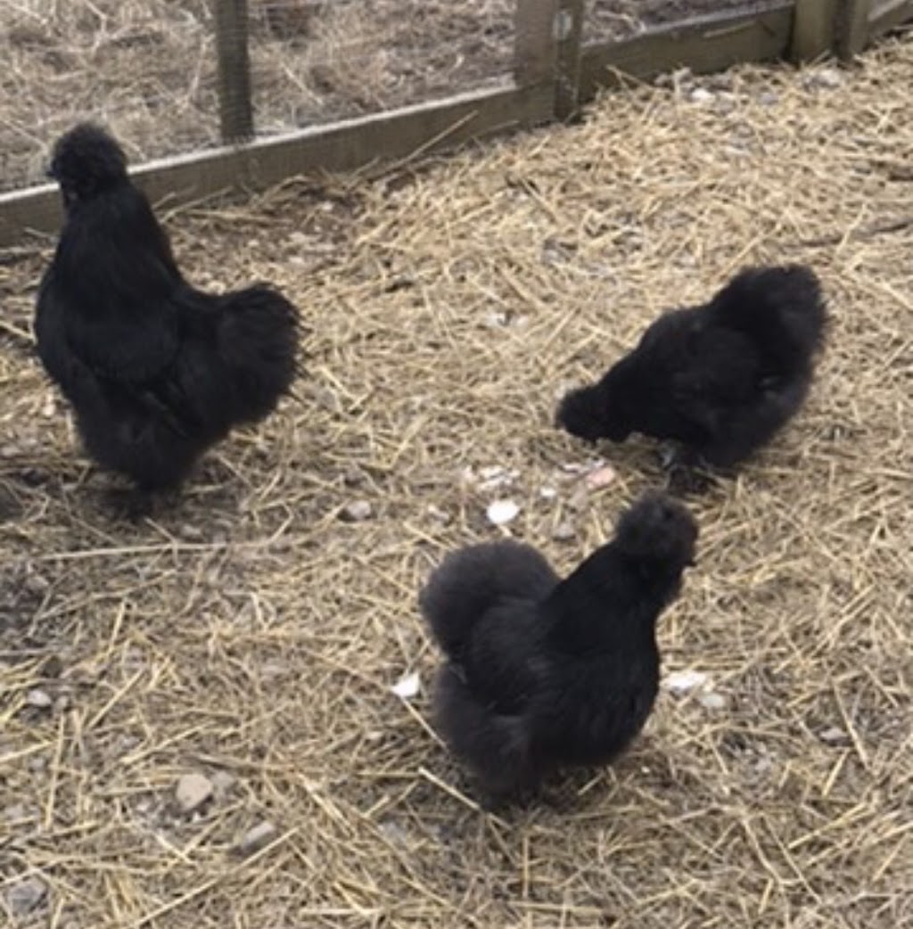 Heritage Life Farm | 1144 N Range Crossing Rd, Barton, NS B0W 1H0, Canada | Phone: (902) 972-1140
