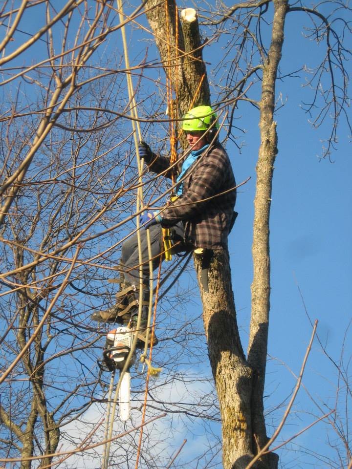 Greely Tree Services | 7022 Donwel Dr, Greely, ON K4P 1B9, Canada | Phone: (613) 574-0247
