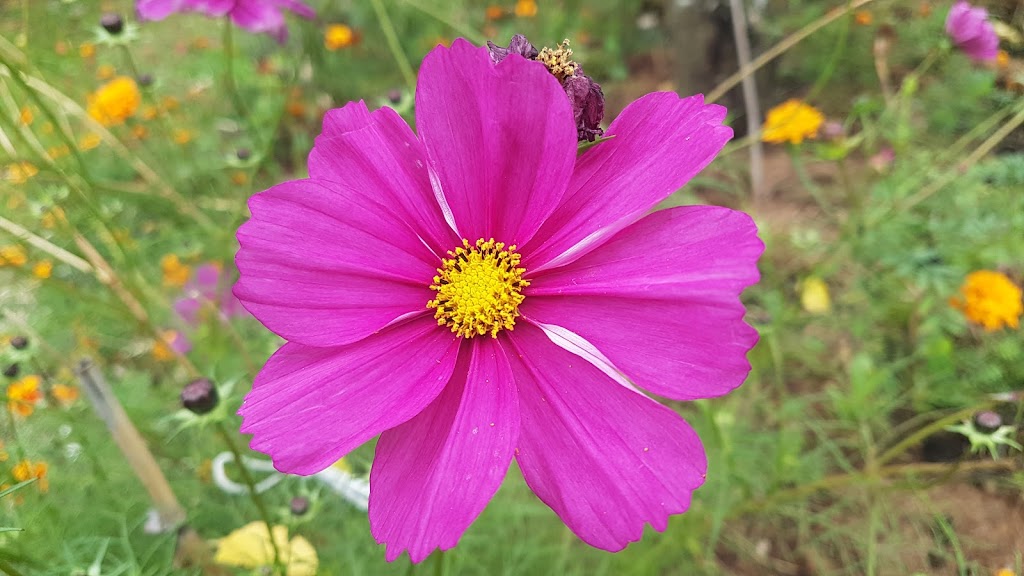 Strathcona Community Garden | 759 Malkin Ave, Vancouver, BC V6A 3Z9, Canada | Phone: (604) 677-5634