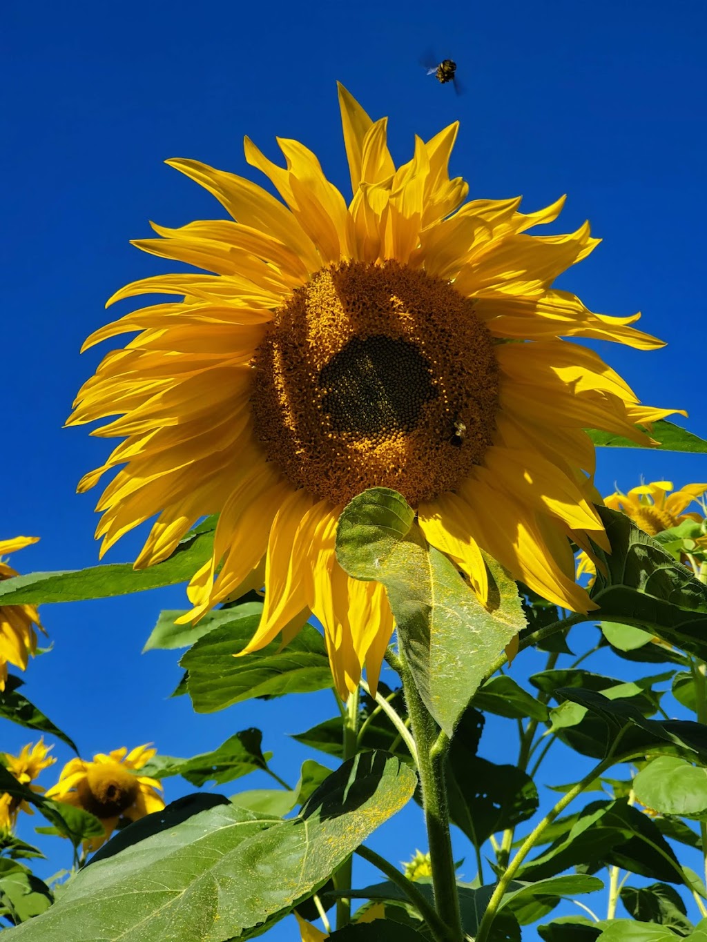 Intermiel - Honey & Meadery | 10291 Rang de la Fresnière, Mirabel, QC J7N 3M3, Canada | Phone: (450) 258-2713
