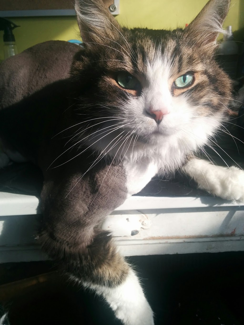 Just Pets Plus Inc. | 15725 Simcoe St, Port Perry, ON L9L 1M3, Canada | Phone: (905) 985-7600