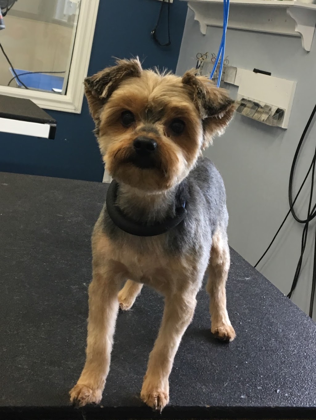 Hair Off The Dog | 22 Shawn Ct, Riverview, NB E1B 3R4, Canada | Phone: (506) 384-3646