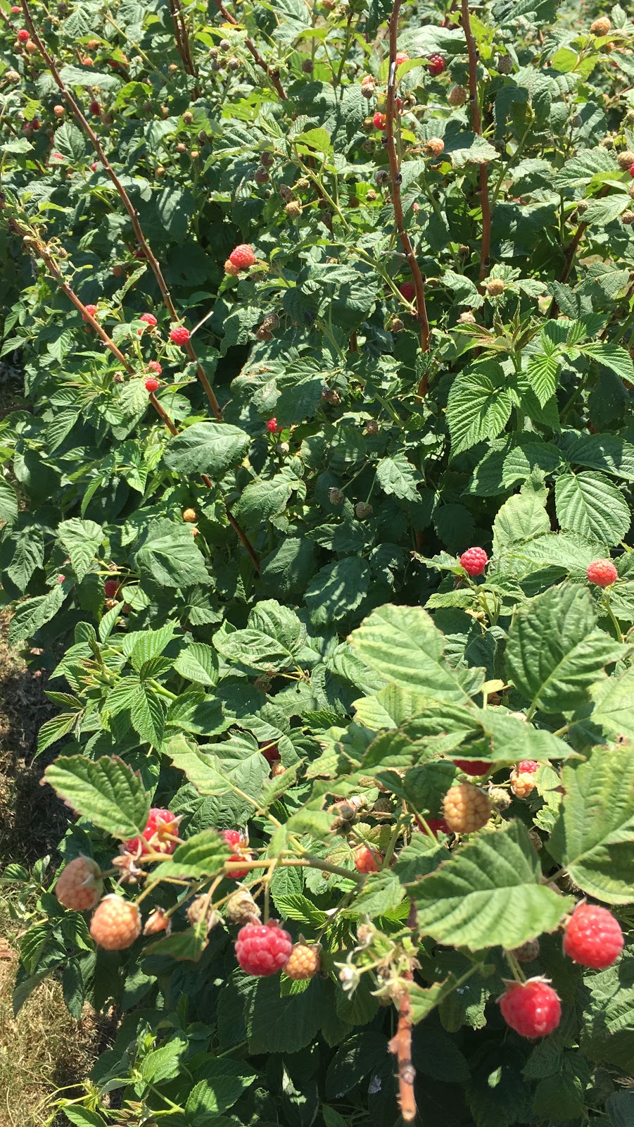 Strawberry Creek Farm Market | 17471 Woodbine Ave, Newmarket, ON L3Y 4W1, Canada | Phone: (905) 868-9996