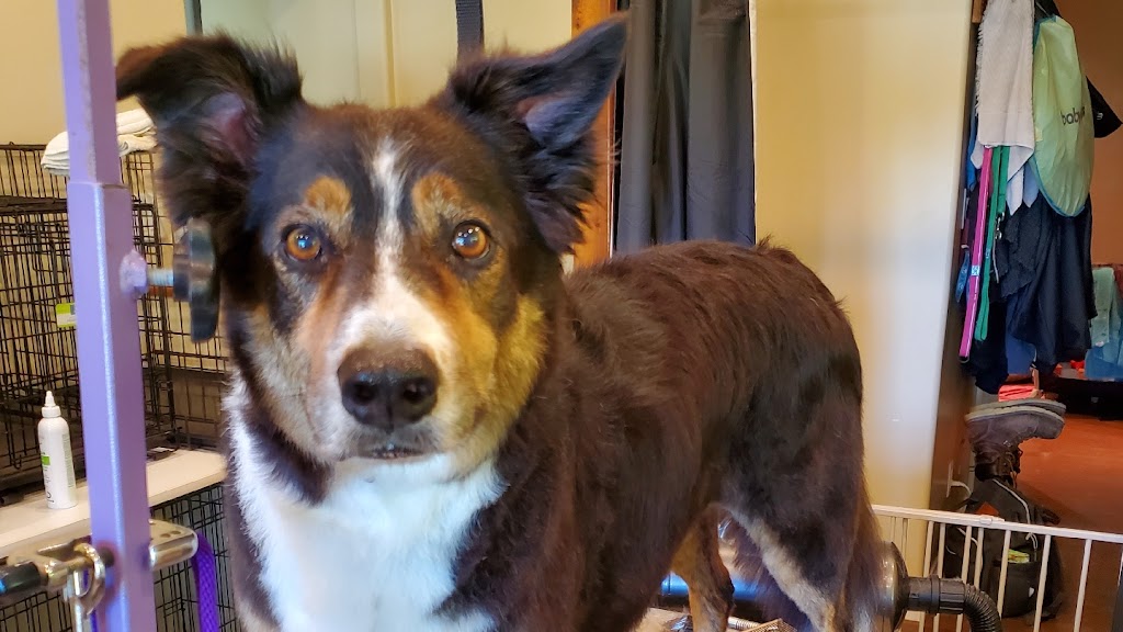 CCs Pet Spaw | 1124 Fern Ridge Dr, Mill Bay, BC V0R 2P2, Canada | Phone: (250) 686-8260