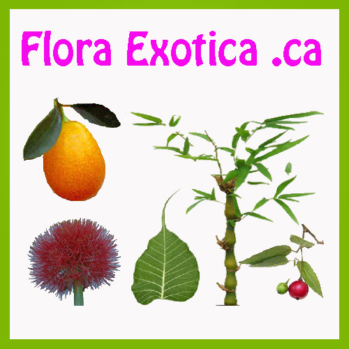 Flora Exotica Showroom | 7000 LaSalle Boulevard, (view plants from outside of greenhouse anytime), Verdun, QC H2H 2T1, Canada | Phone: (514) 268-2323