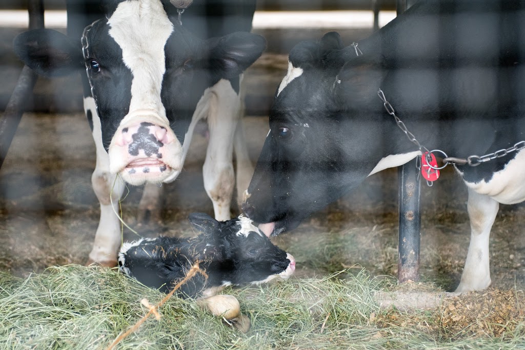 Carman Brook Farm, LLC | 1275 Fortin Rd, Swanton, VT 05488, USA | Phone: (802) 868-2347