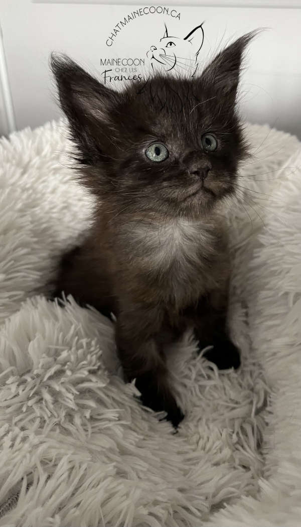 Chatterie Maine Coon FH (les Frances) | Rue St Étienne, LAssomption, QC J5W 1Y5, Canada | Phone: (514) 836-1560