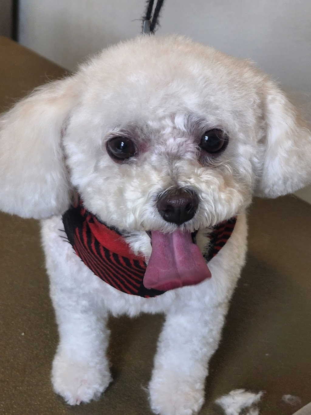 CubeStudio dog grooming | 48 Honey St, Cambridge, ON N1T 2C9, Canada | Phone: (647) 855-1083