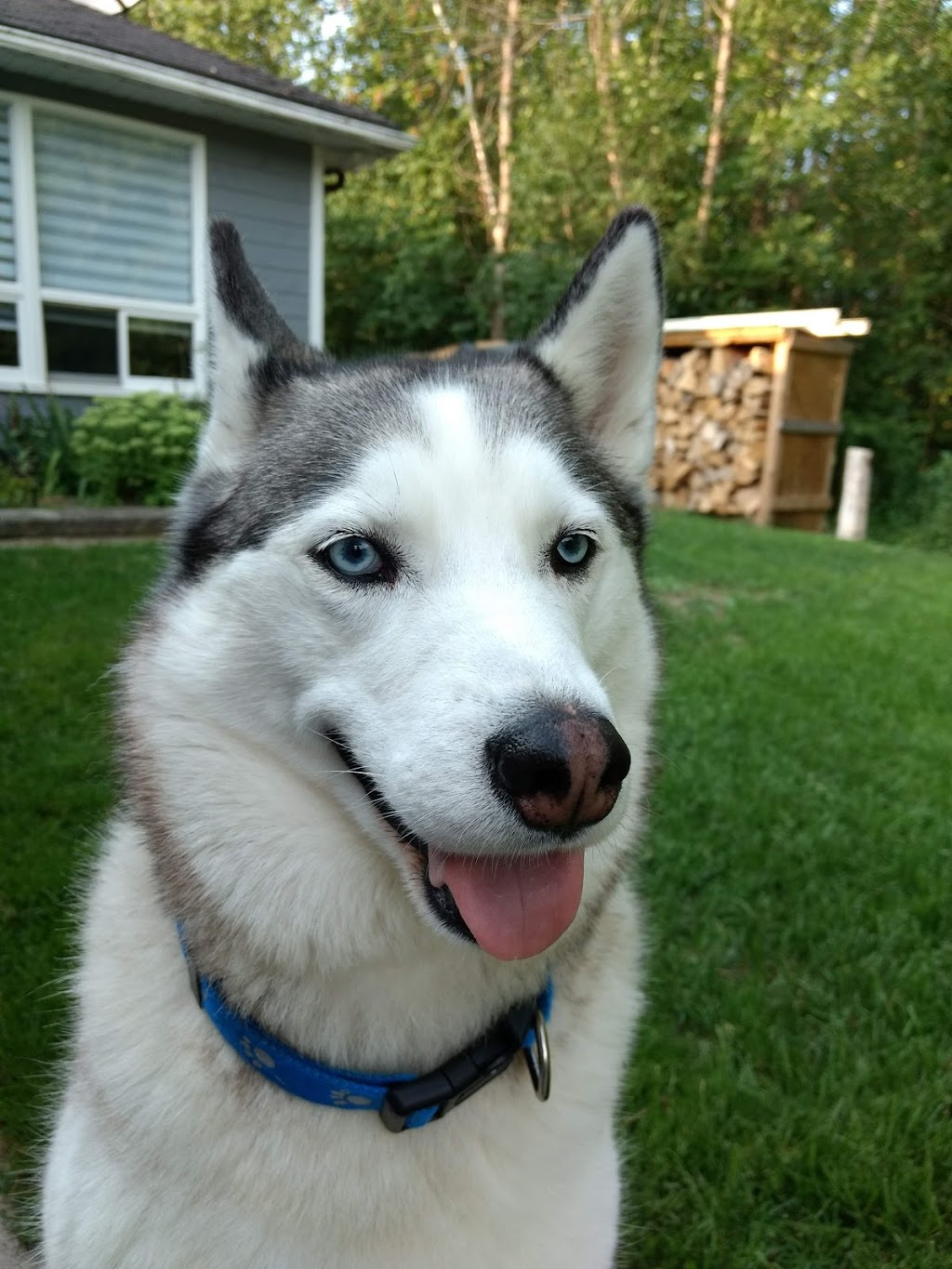 Heartland Kennels | 336 5 Line N, Oro Station, ON L0L 2E0, Canada | Phone: (705) 487-2660