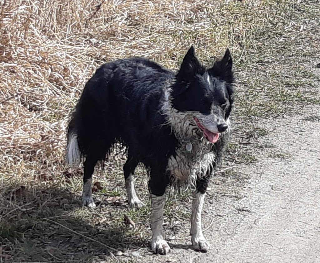 Pet Valu | 250 Edgefield Place, Strathmore, AB T1P 0E8, Canada | Phone: (403) 902-0695