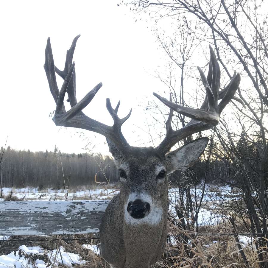 Striga Taxidermy | Mayfair, SK S0M 1S0, Canada | Phone: (306) 240-8028