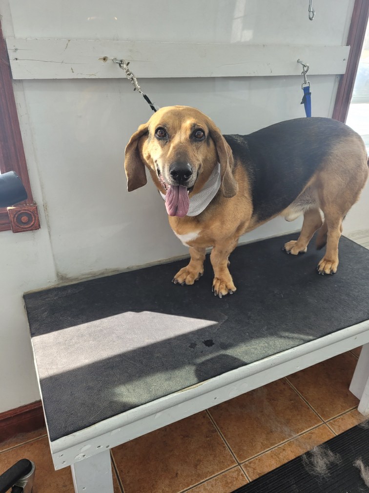 Toilettage O Chien Sale | 4575 QC-125, Rawdon, QC J0K 1S0, Canada | Phone: (514) 710-3267